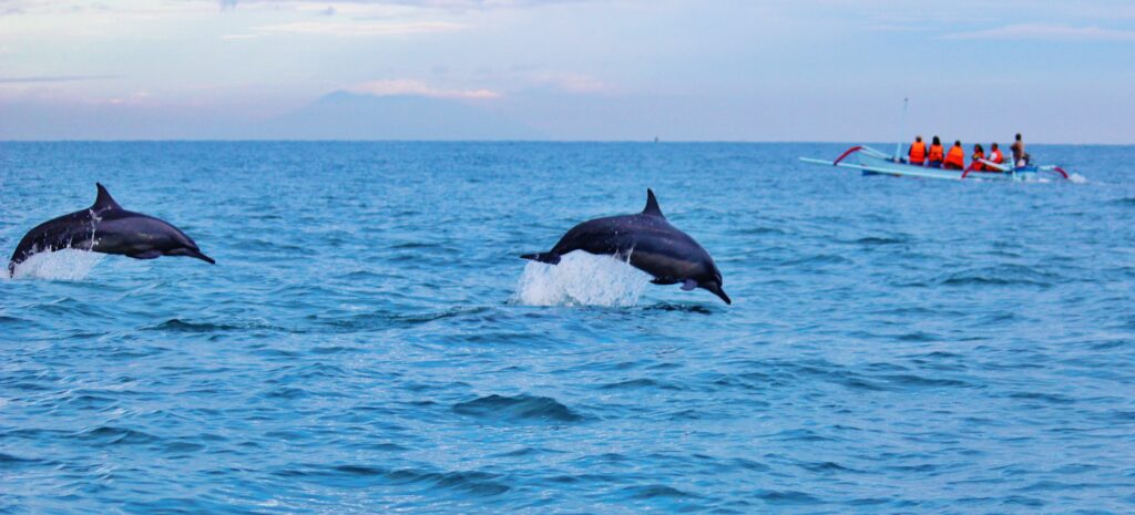 DOLPHIN SHOW (WILD LIFE AT LOVINA BEACH)